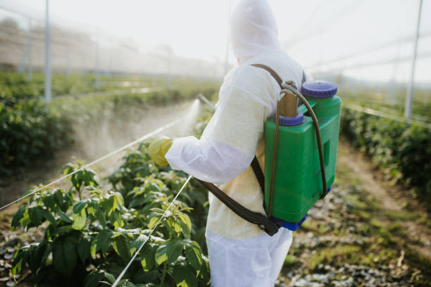 Flea Control Services in St John, MO